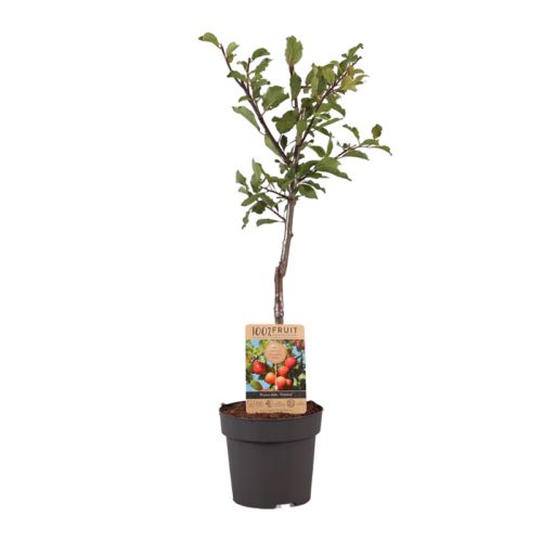 Obstbaum 95 cm - Bild 9